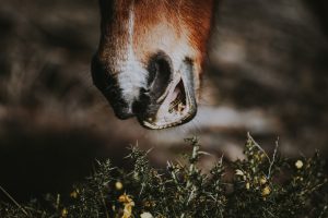 Pferde mit Zahnproblemen füttern