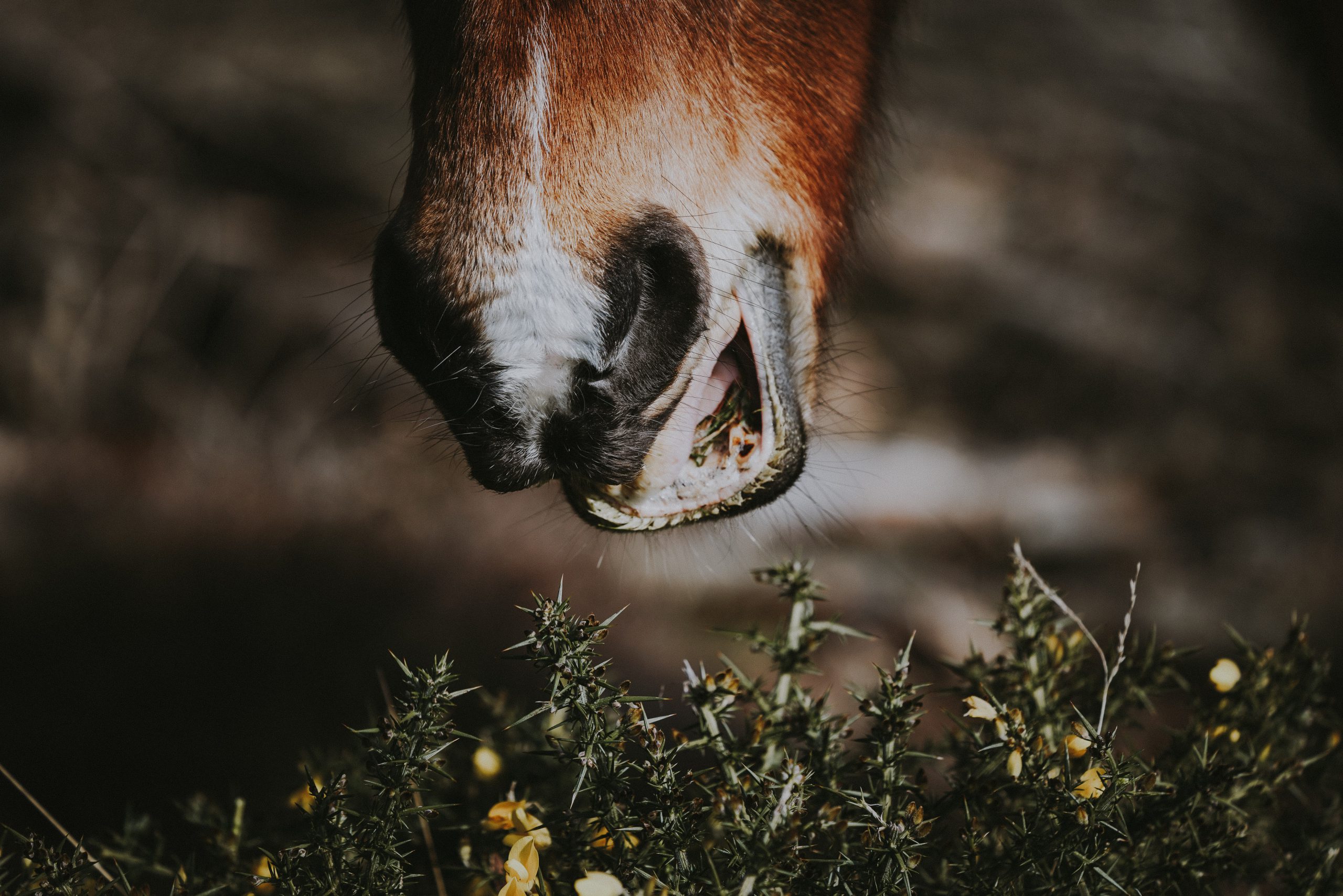 Pferde mit Zahnproblemen füttern