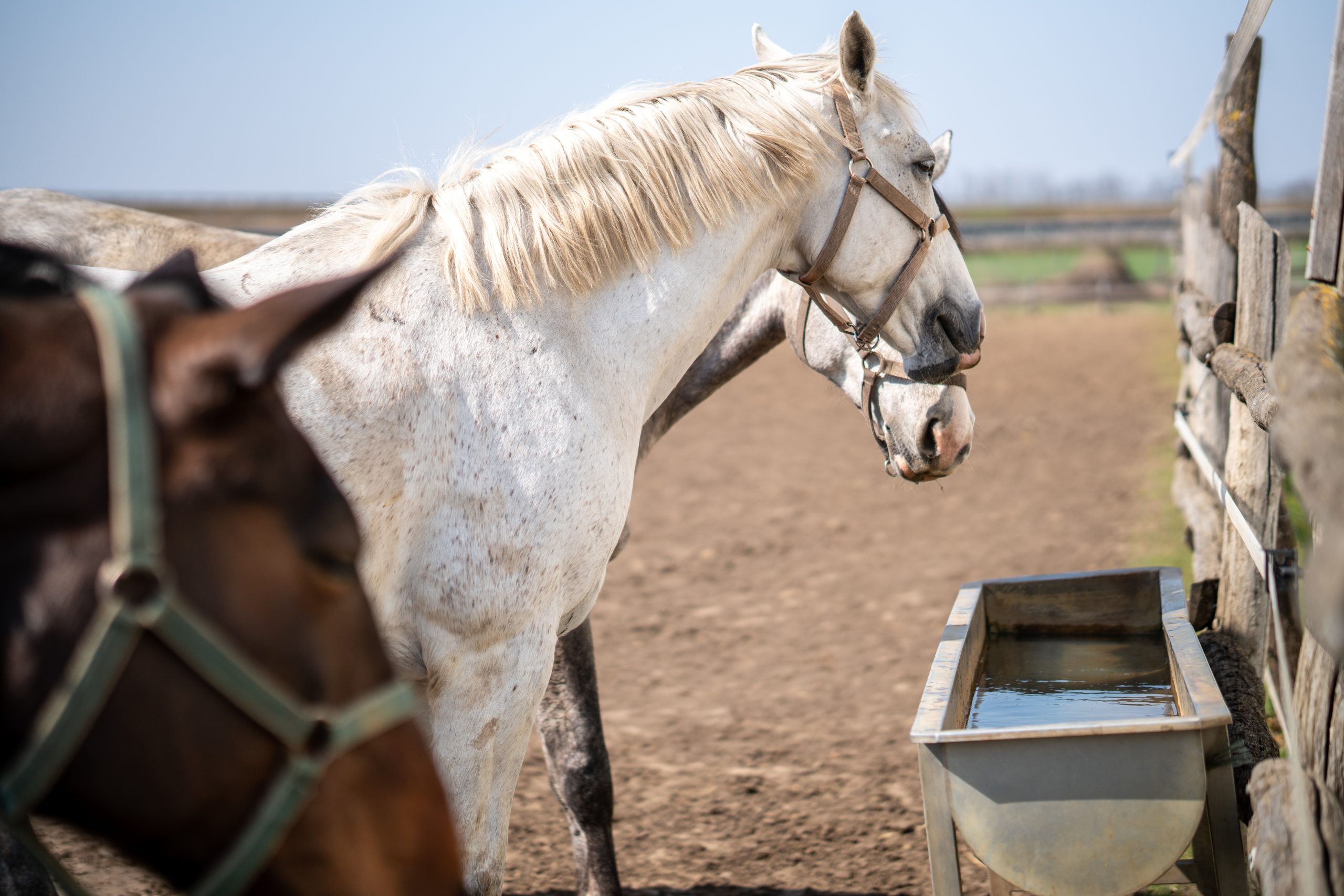 Group of horses drinking